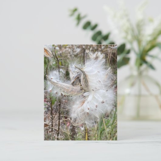 Open Milkweed Pods | Zaden met zijde | Briefkaart (Staand voorkant)