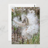 Open Milkweed Pods | Zaden met zijde | Briefkaart (Voorkant / Achterkant)