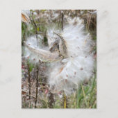 Open Milkweed Pods | Zaden met zijde | Briefkaart (Voorkant)