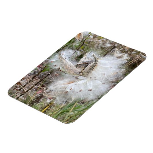 Open Milkweed Pods | Zaden met zijde | Flexibel Magneet (Linkerzijde)