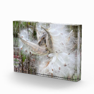 Open Milkweed Pods Zaden met zijde Fotoblokken