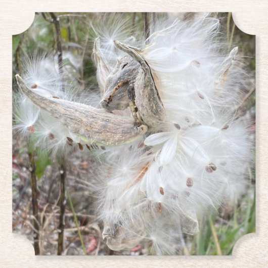 Open Milkweed Pods | Zaden met zijde | Kartonnen Onderzetters (Voorkant)