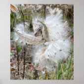 Open Milkweed Pods | Zaden met zijde | Poster (Voorkant)