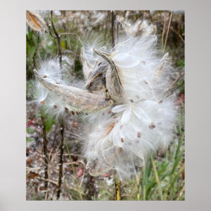 Open Milkweed Pods Zaden met zijde Poster