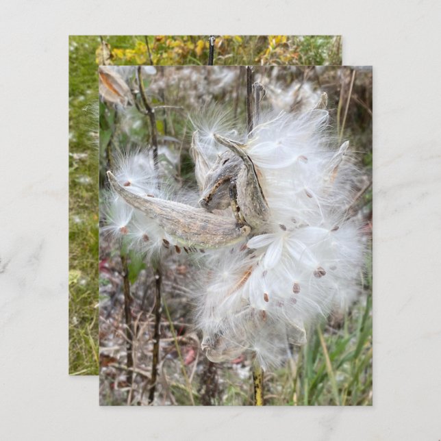 Open Milkweed Pods | Zaden met zijde | Schrapboekj (Voorkant / Achterkant)