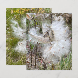 Open Milkweed Pods Zaden met zijde Schrapboekj