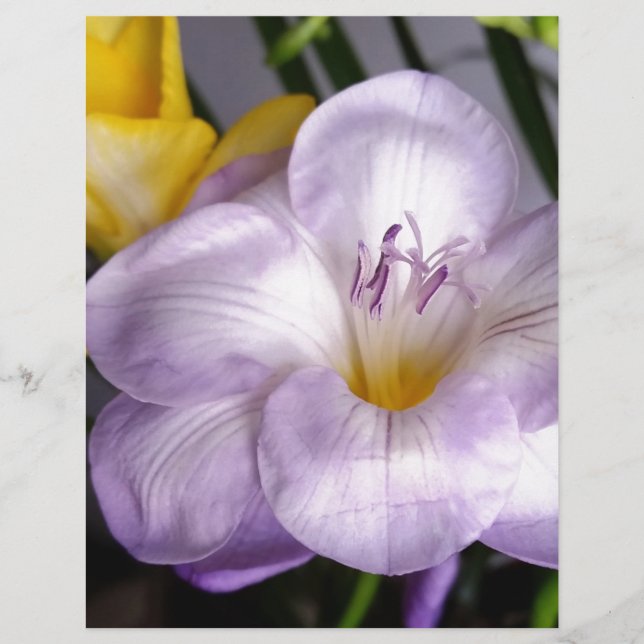 open viool - vriesland (Voorkant)