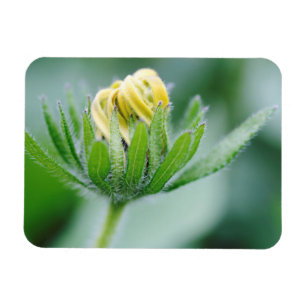 Openende Bloem Van Cone Bloem Magneet