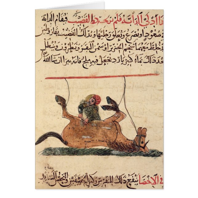 Opération sur un cheval, illustration (Devant)