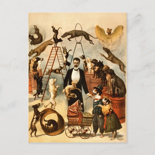  opgeleide Circus Dog Act Trick Dogs1899 Briefkaart (Voorkant)