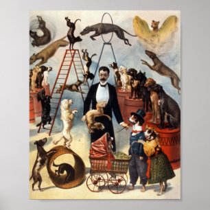 opgeleide Circus Dog Act Trick Dogs 1899 Poster