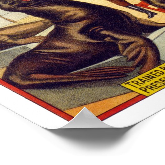 Opgeleide Circus Seals, 1899. Vintage Poster (Hoek)
