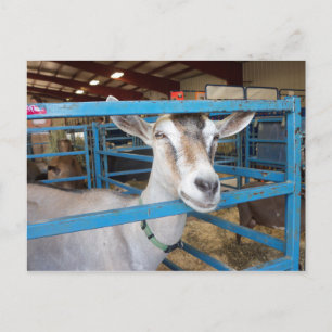 Opgesloten Geit Briefkaart