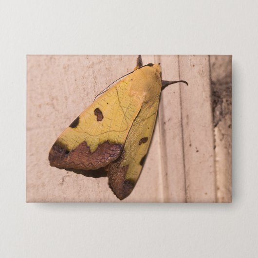 Ophiusa tirhaca, de groene draak button (Voorkant)