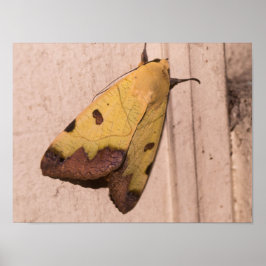 Ophiusa tirhaca, de groene draak poster