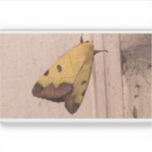 Ophiusa tirhaca, de groene draak sticker (Voorkant)