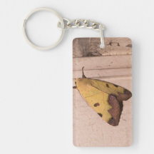 Ophiusa tirhaca, de groene drab