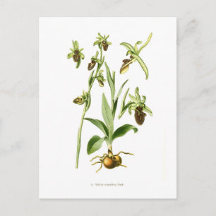 Ophrys araneifera briefkaart