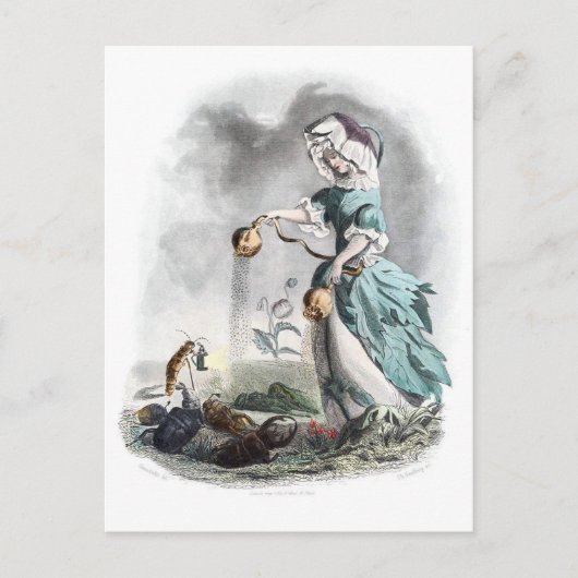 Opiumpapaver Briefkaart (Voorkant)