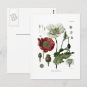 Opiumpapaver Briefkaart (Voorkant / Achterkant)