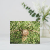 Opkomende antis ~ briefkaart (Staand voorkant)