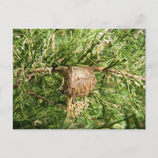 Opkomende antis ~ briefkaart (Voorkant)