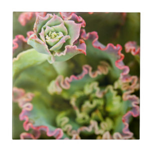 Opkomende knoop van een Echeveria-Plant Tegeltje