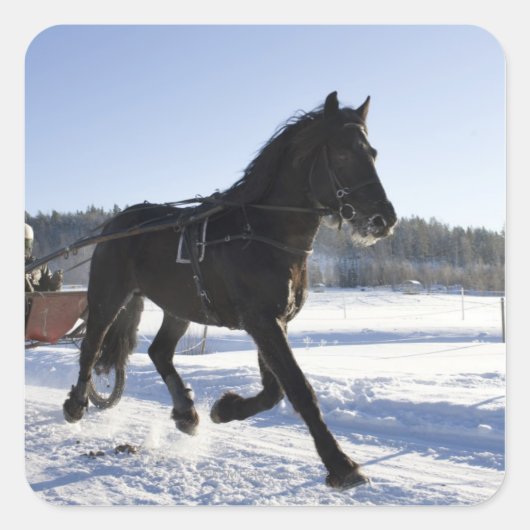 Opleiding van paarden in een wijnlandschap vierkante sticker (Voorkant)