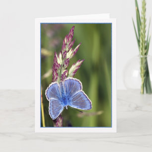 Opmerking Kaart - Common Blue Male Butterfly - Pol