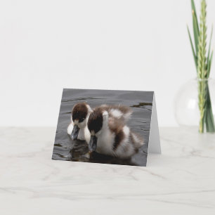 Opmerking Kaart: Shelduck Chicks 4 Kaart