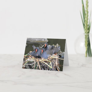 Opmerking: "vier in een bed" Moorhens Kaart