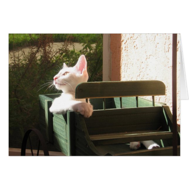 Opnieuw roze pantherringen (Voorkant Horizontaal)