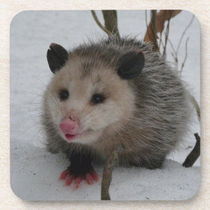 Opossum Bier Onderzetter