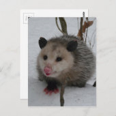 Opossum Briefkaart (Voorkant / Achterkant)