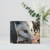 Opossum Briefkaart. Briefkaart (Staand voorkant)