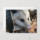 Opossum Briefkaart. Briefkaart (Voorkant / Achterkant)