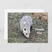 Opossum Foto Bedankt Briefkaart (Voorkant / Achterkant)