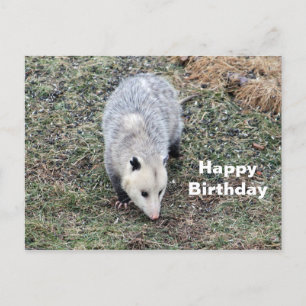 Opossum Foto Verjaardag Briefkaart