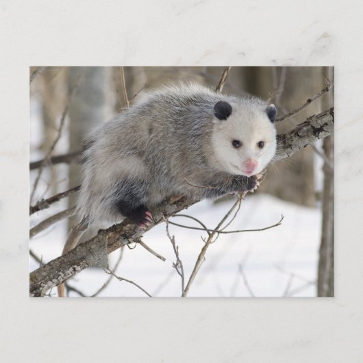 Opossum Love Briefkaart (Voorkant)