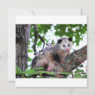 Opossum, mama en baby's kaart