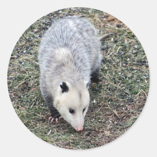Opossum Photo Ronde Sticker (Voorkant)