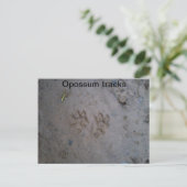 Opossum track carte postale (Debout devant)