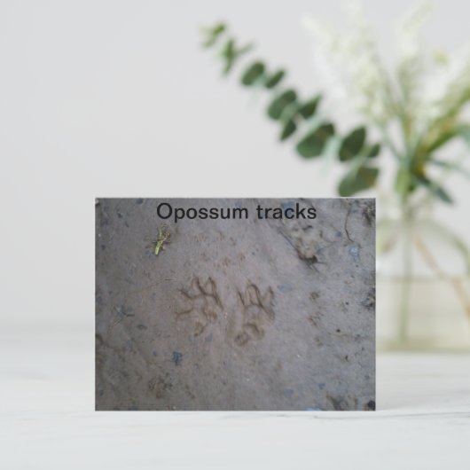 Opossum track carte postale (Debout devant)