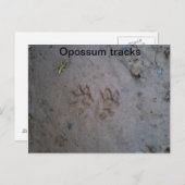 Opossum track carte postale (Devant / Derrière)