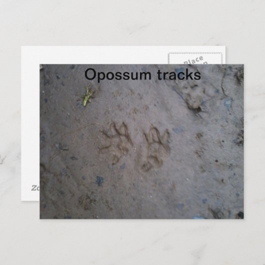 Opossum track carte postale (Devant / Derrière)