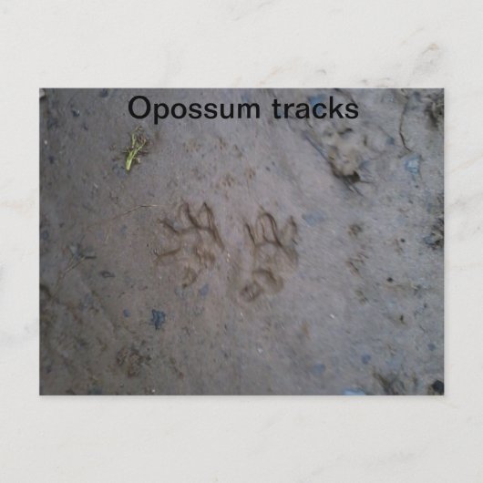 Opossum track carte postale (Devant)