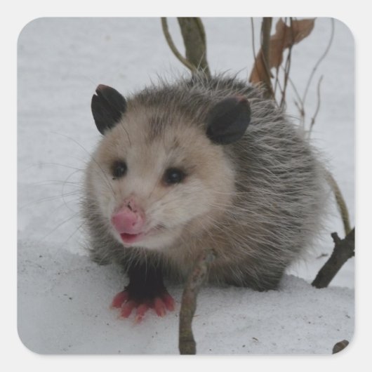 Opossum Vierkante Sticker (Voorkant)