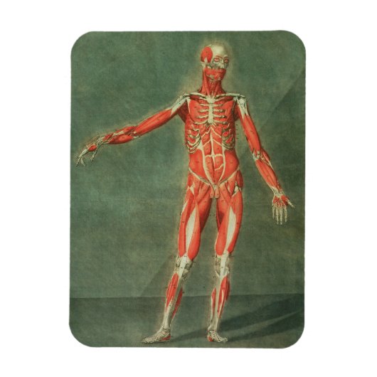Oppervlakkig Musculair Systeem aan de voorzijde va Magneet (Verticaal)