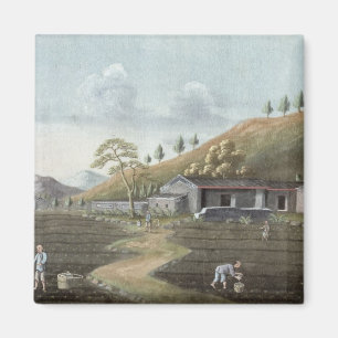 Opplant van thee (w/c op papier) magneet