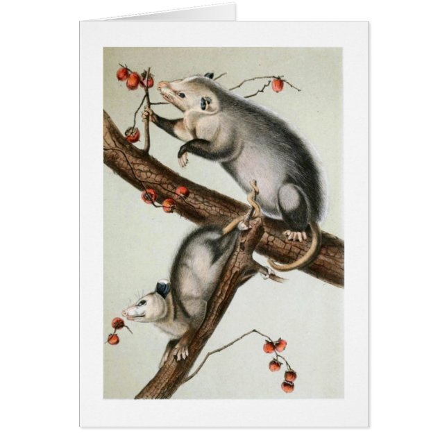 Oppossums d'Audubon (Devant)